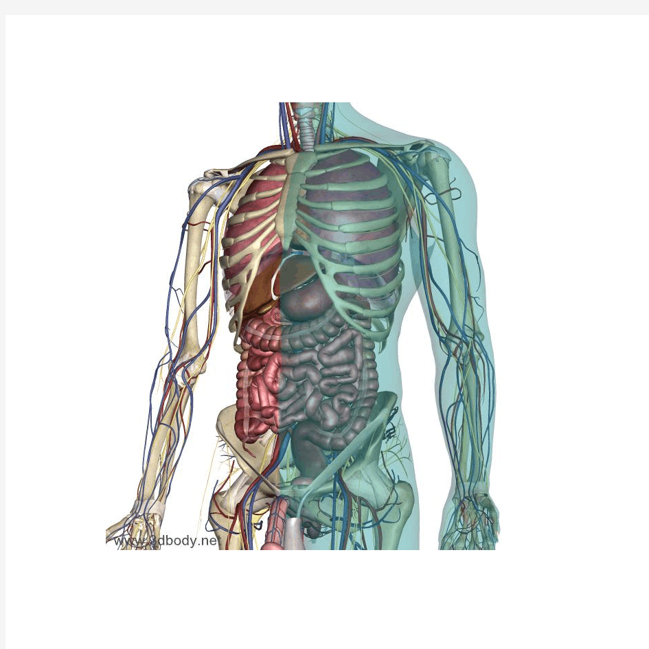 3D透明人体解剖图