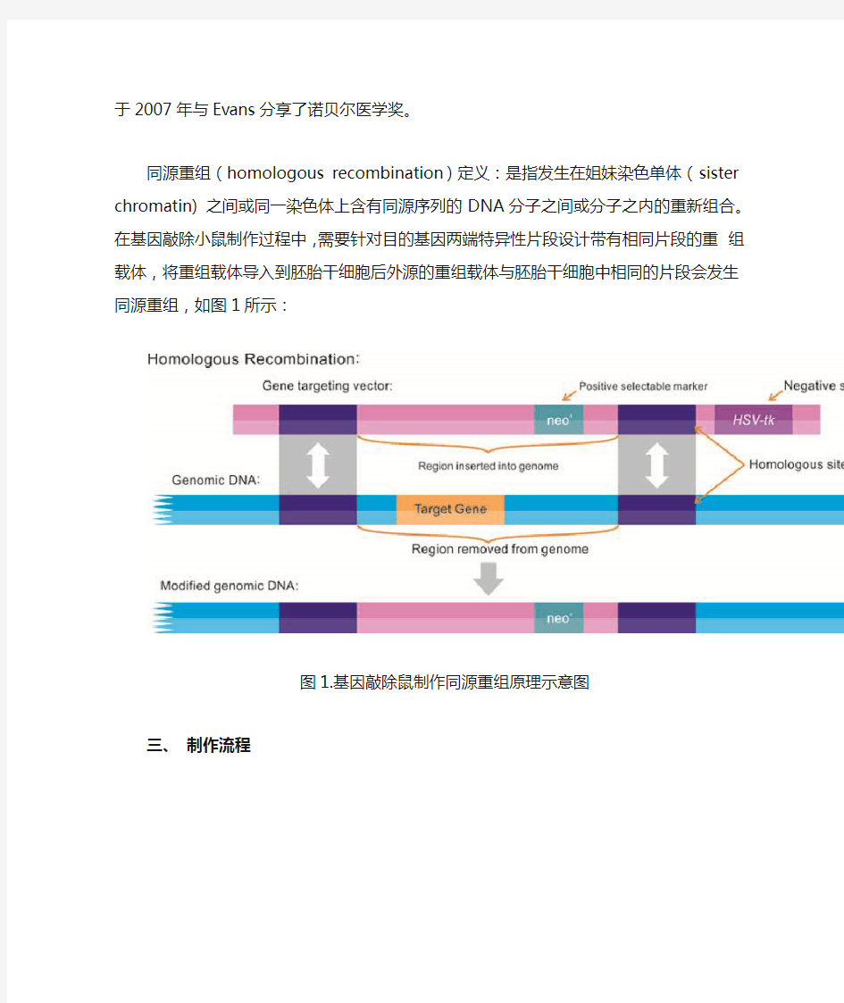 课题_基因敲除小鼠的pcr鉴定