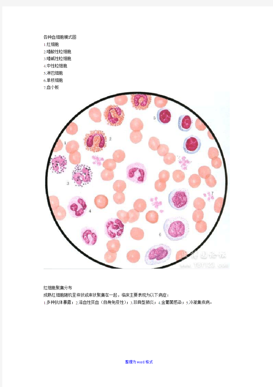 各种血细胞模式图-Word整理