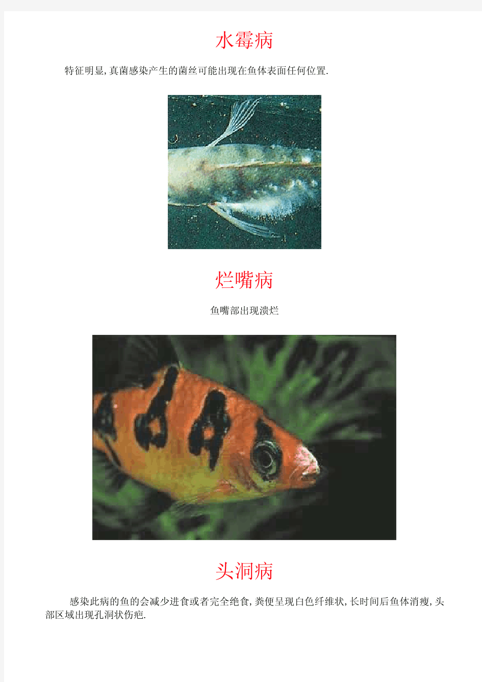常见鱼病图片及防治方法(上)[1]