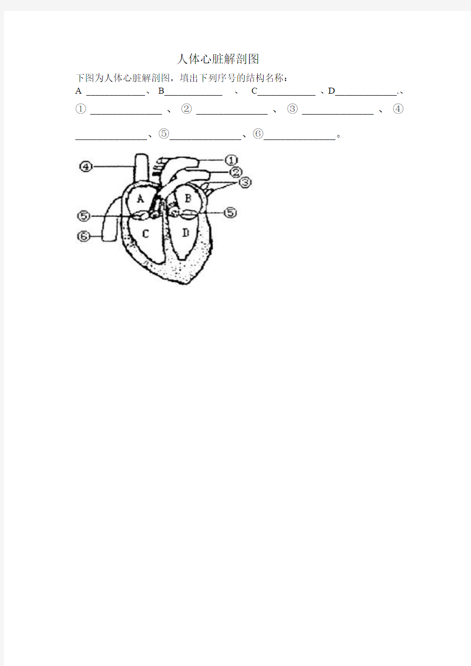 人体心脏解剖图