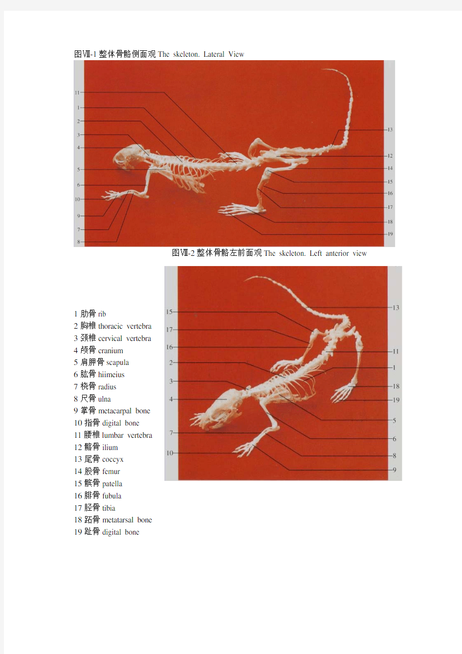 大鼠和小鼠解剖图谱(照片版)