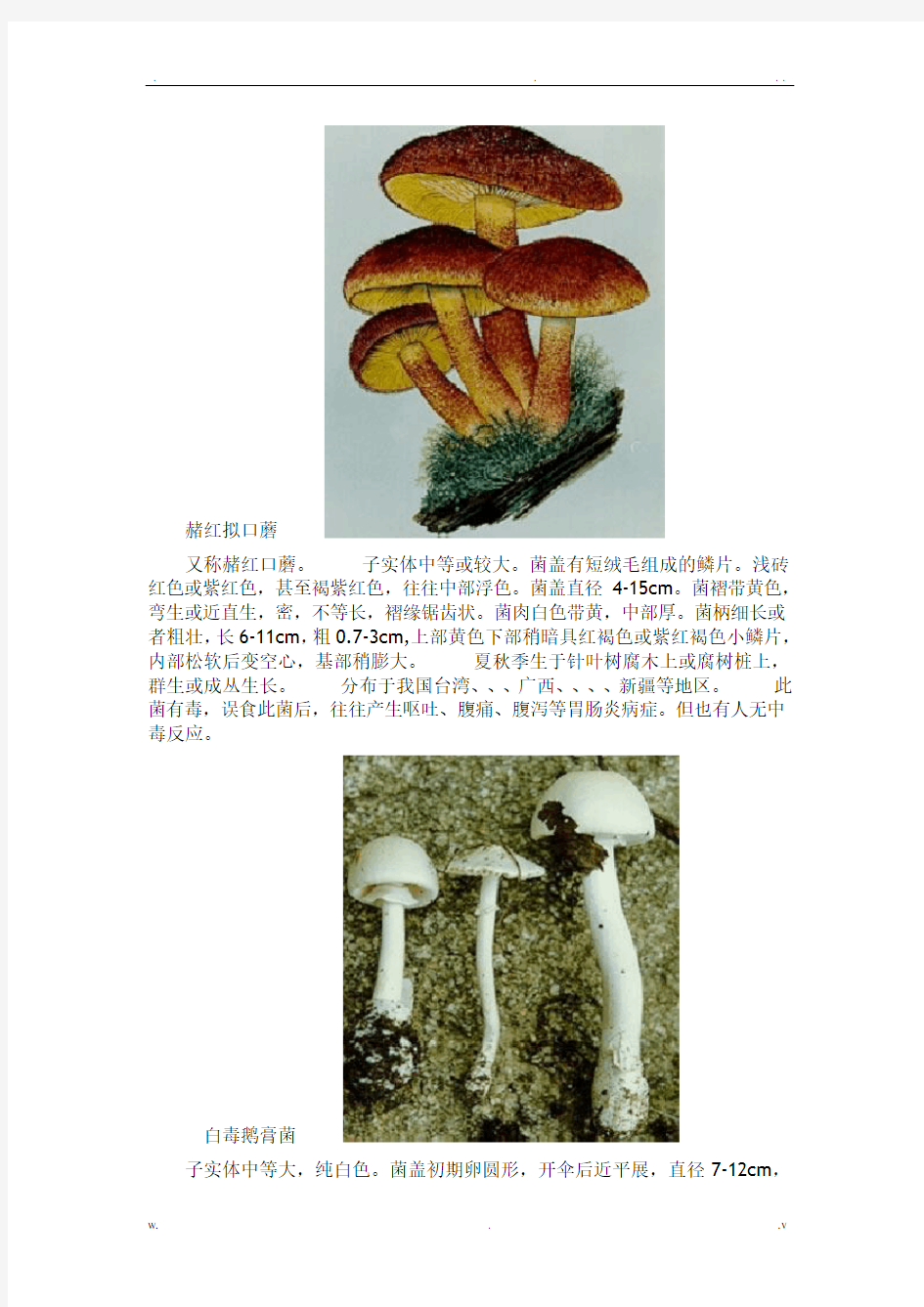 毒蘑菇大全图文-毒蘑菇大全图片-蘑菇大全