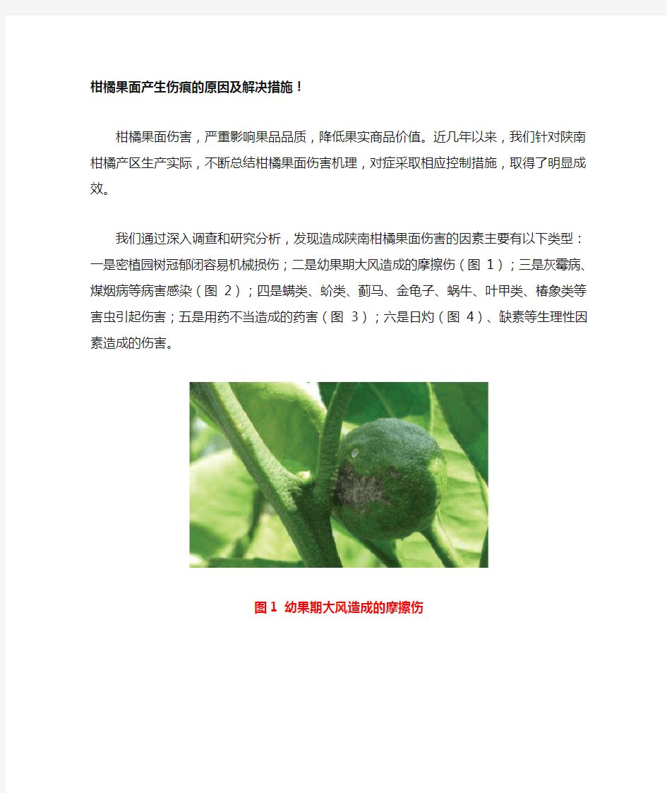 柑橘果面产生伤痕的原因及解决措施