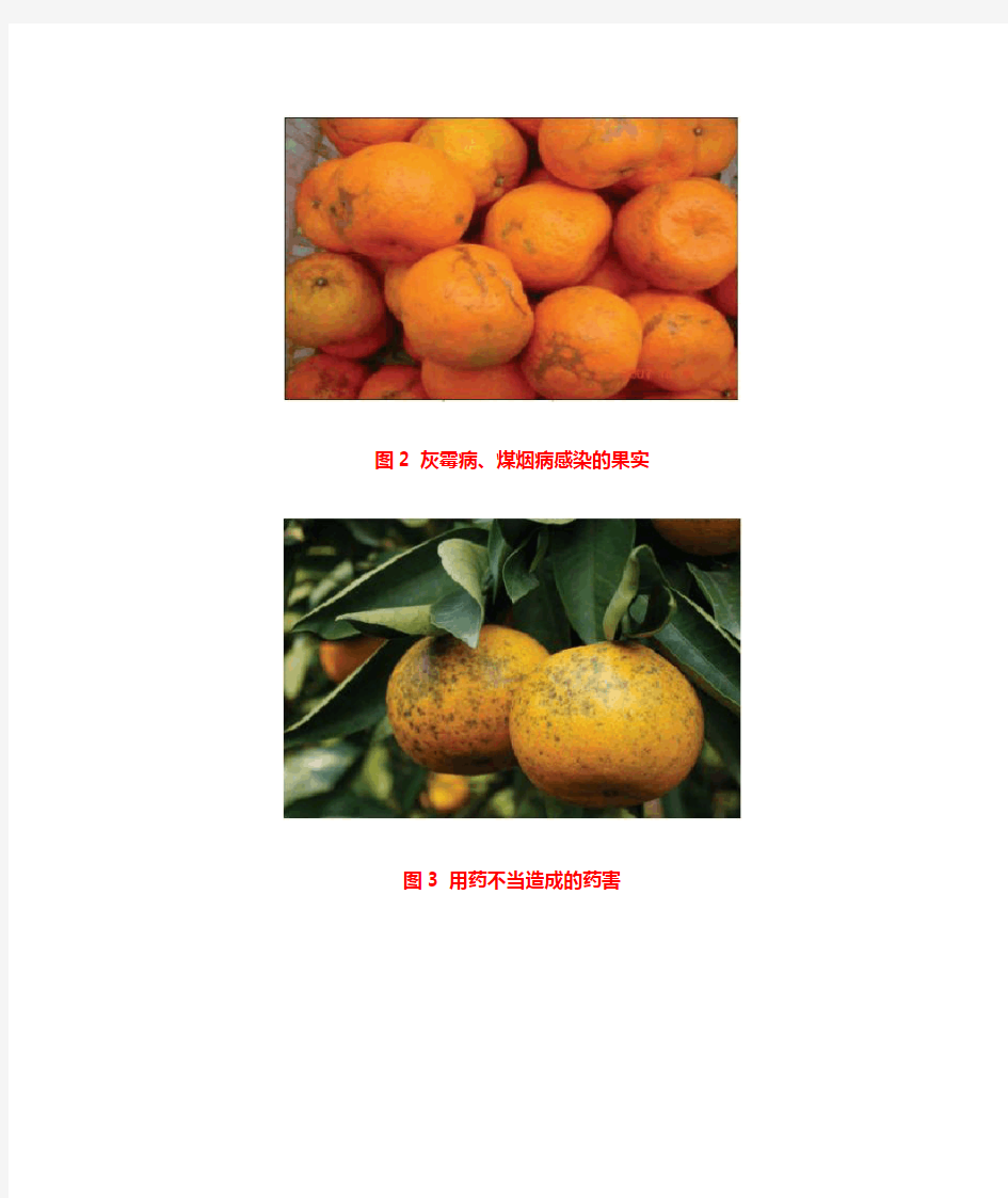 柑橘果面产生伤痕的原因及解决措施