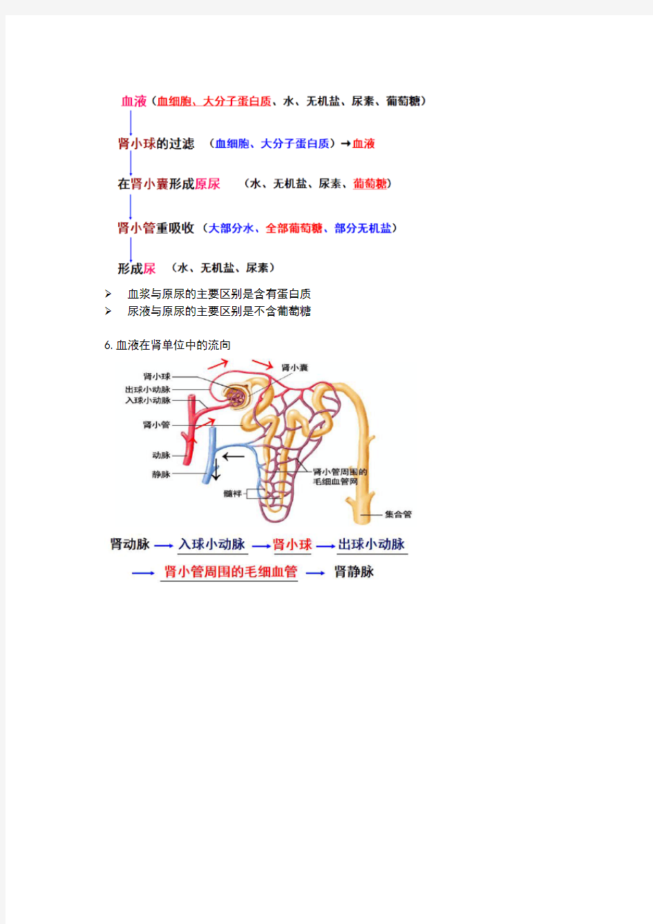 七年级生物《人体泌尿系统的组成》知识点