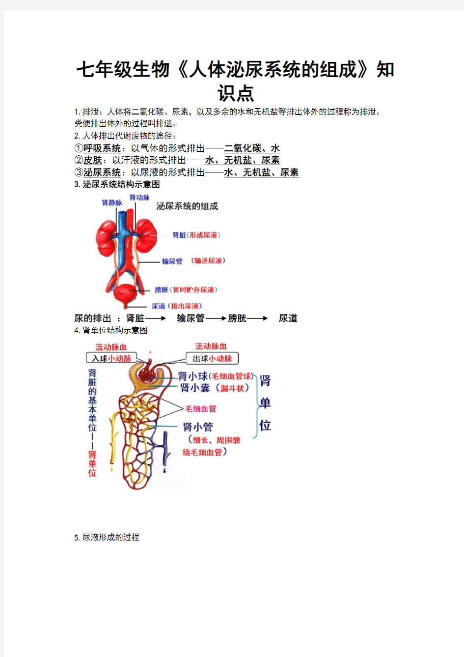 七年级生物《人体泌尿系统的组成》知识点