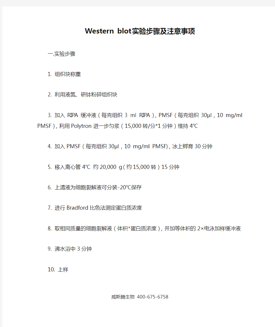 Western blot实验步骤及注意事项