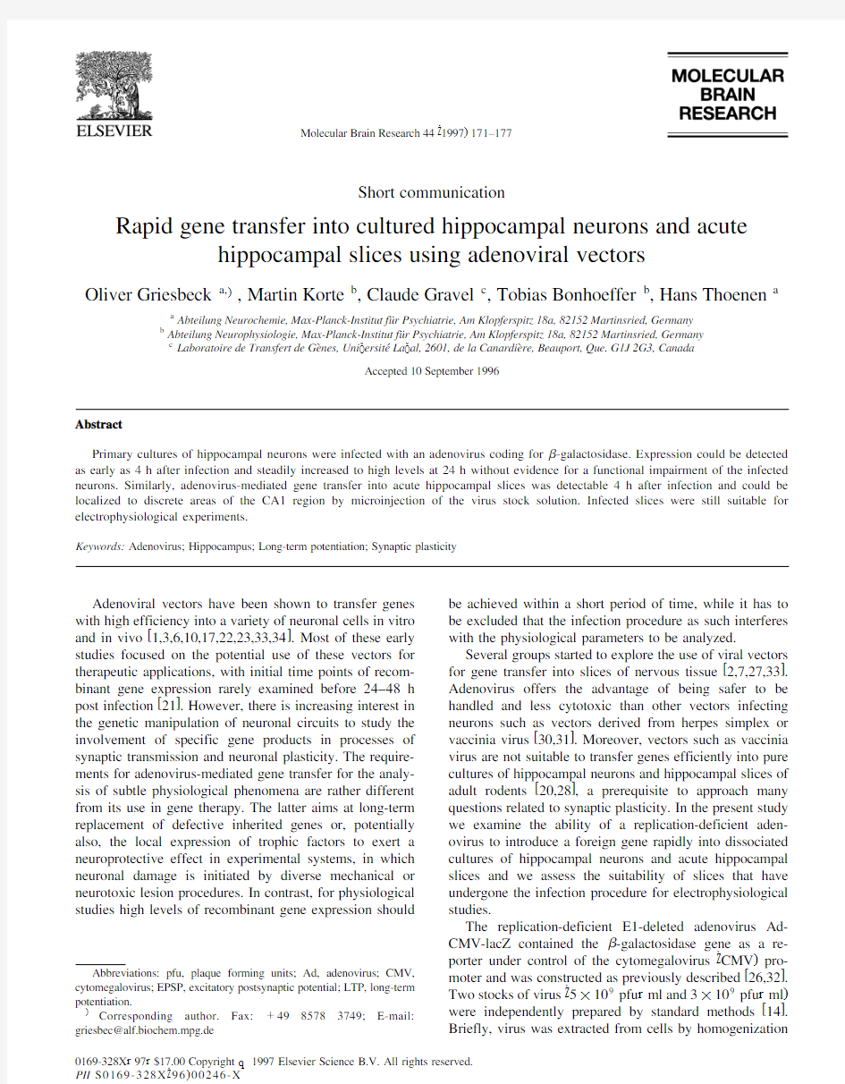 Rapid gene transfer into cultured hippocampal neurons and acute