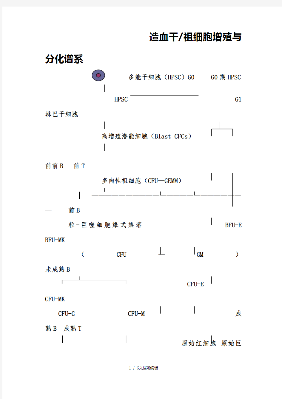 造血干细胞分化图