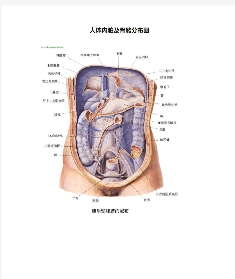 人体内脏及骨骼分布图