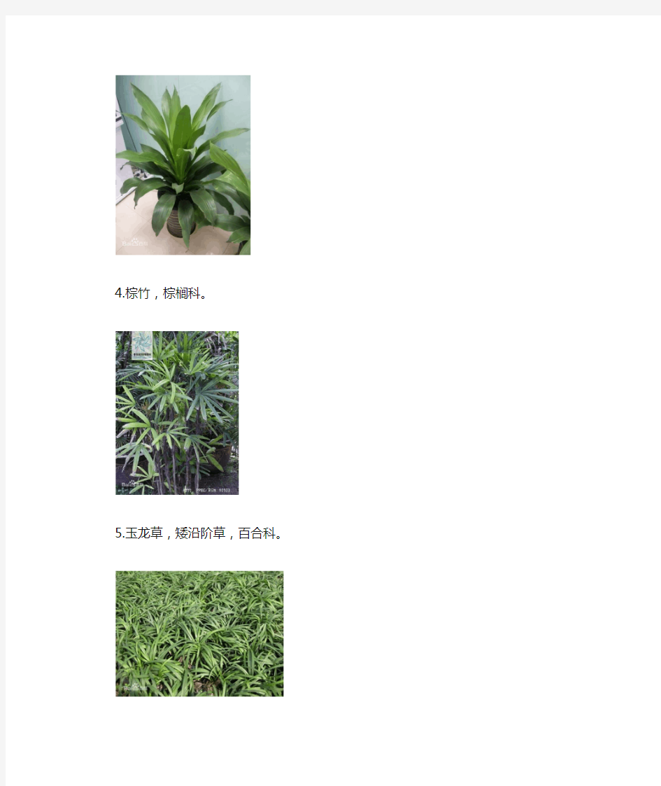 常见园林植物图片与名称(80种)
