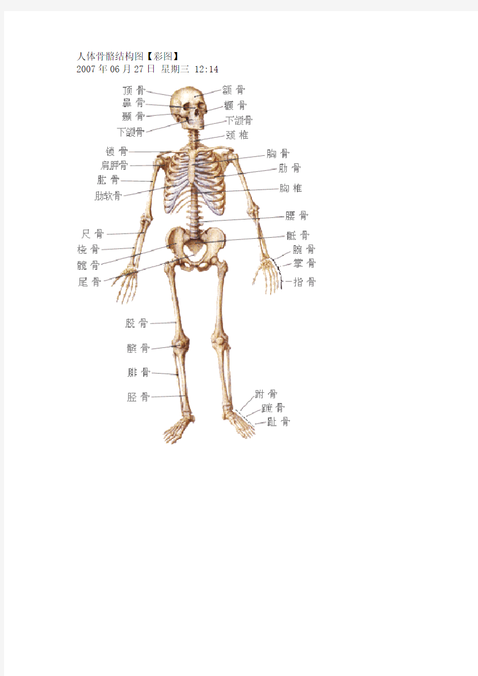 人体骨骼结构图