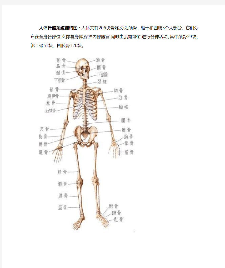 人体骨骼系统结构图