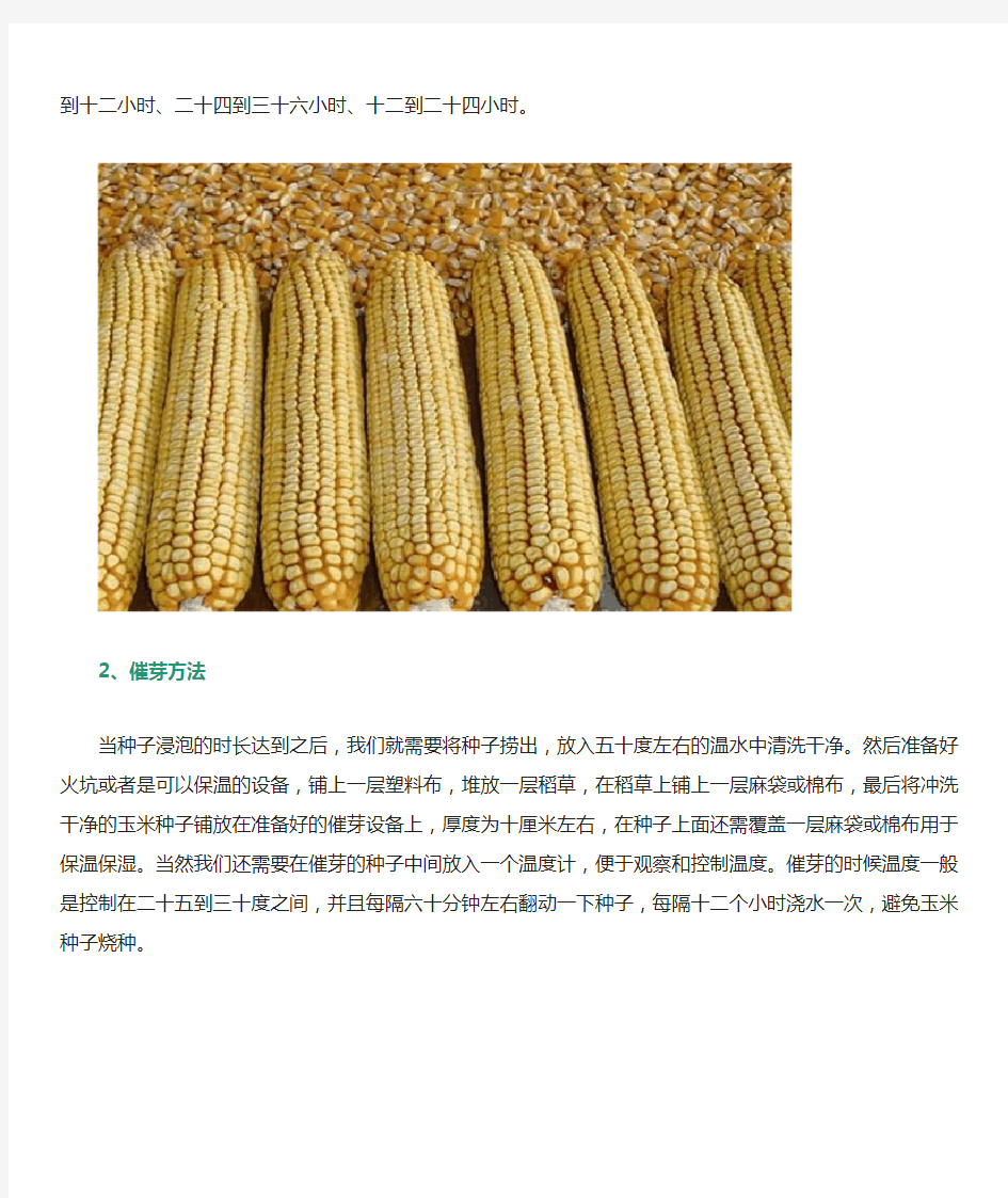 玉米种子的催芽方法