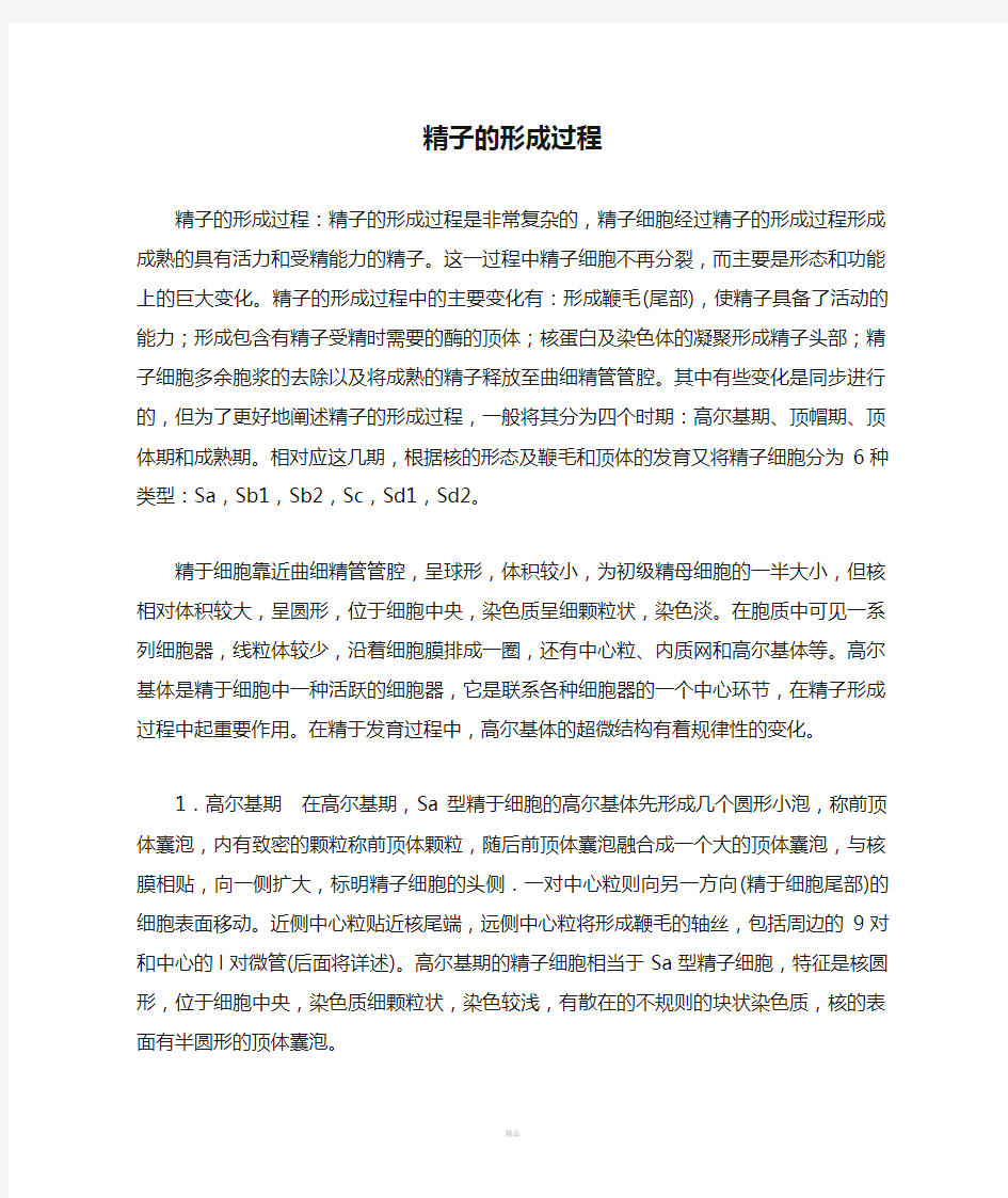 精子的形成过程