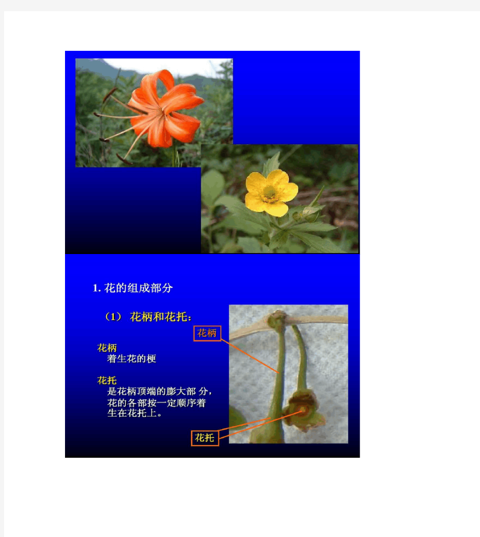 植物学-第8章  种子植物的形态结构-花.