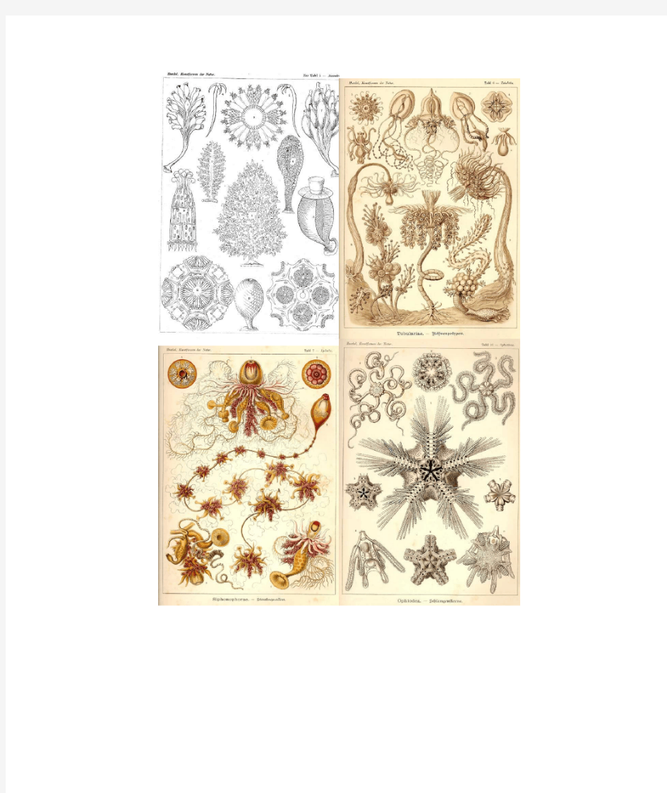 欧美经典复古远古海洋生物手绘动漫插画写生临摹水彩线稿设计素材 -- 维艺官方论坛