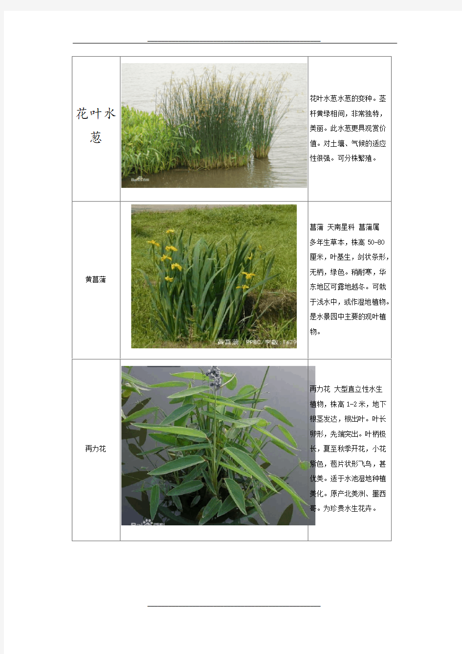常见湿地植物