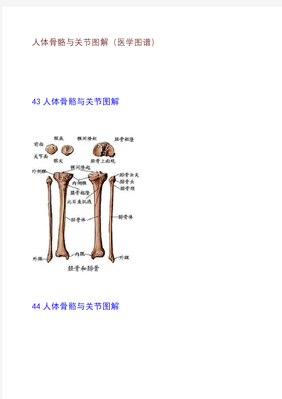 人体骨骼与关节图解