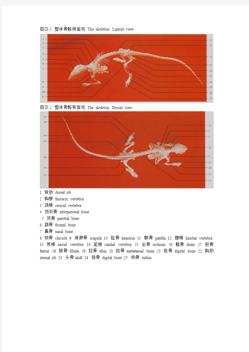 小鼠解剖图(完整版)