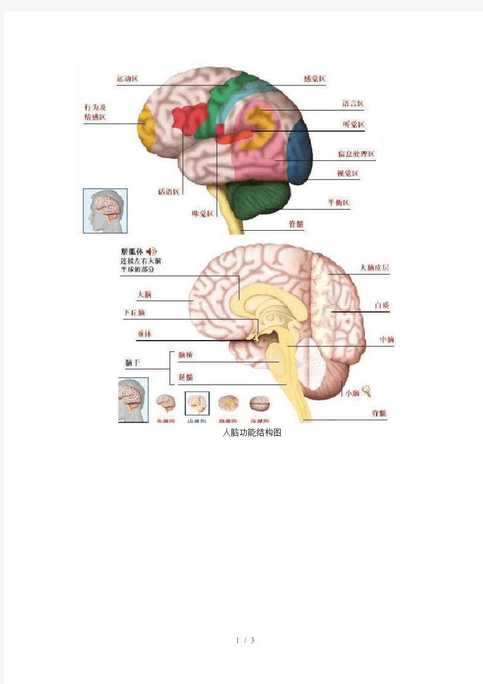 人脑功能结构图