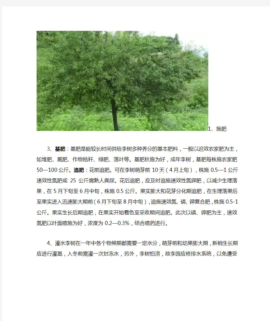 李子树科学种植及管理技术