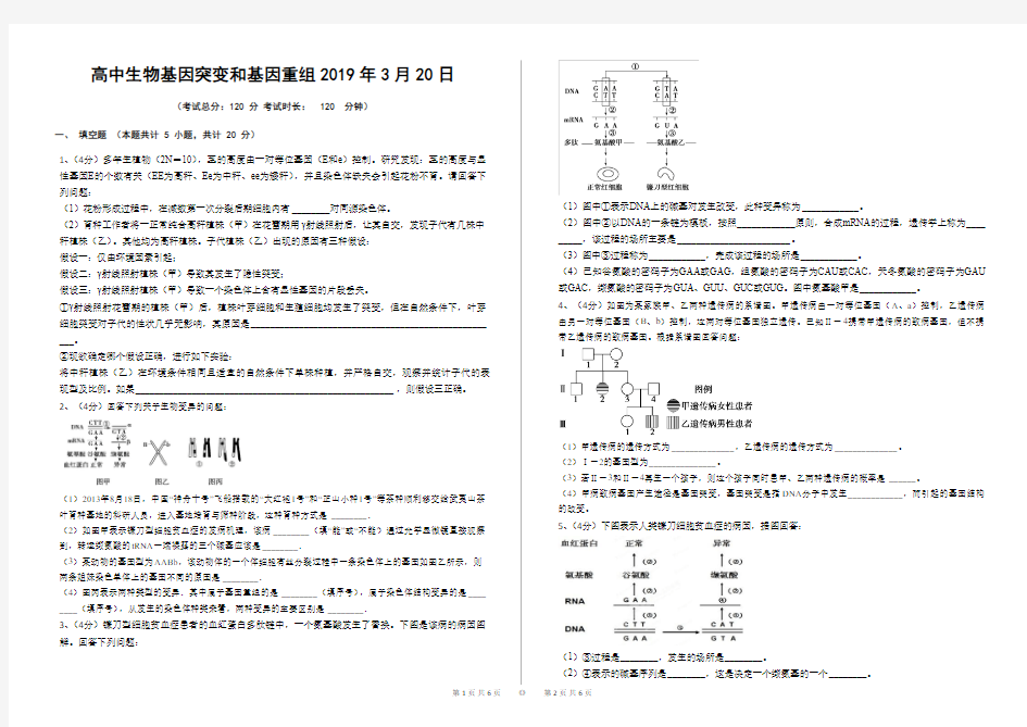 高中生物基因突变和基因重组