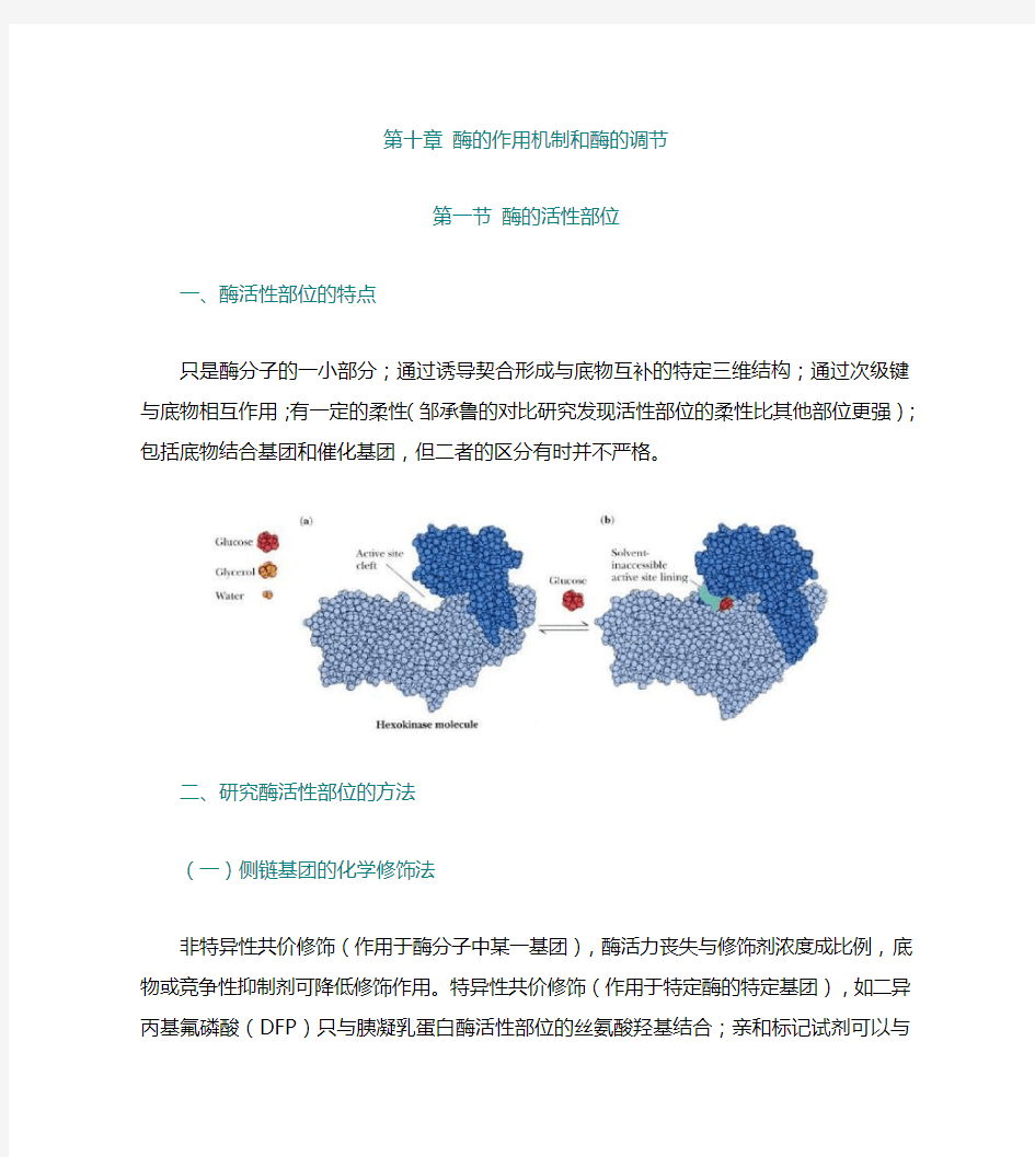 第10章 酶的作用机制和酶的调节