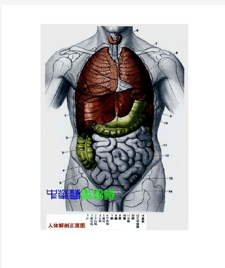 最全人体内脏结构图(医学图谱)