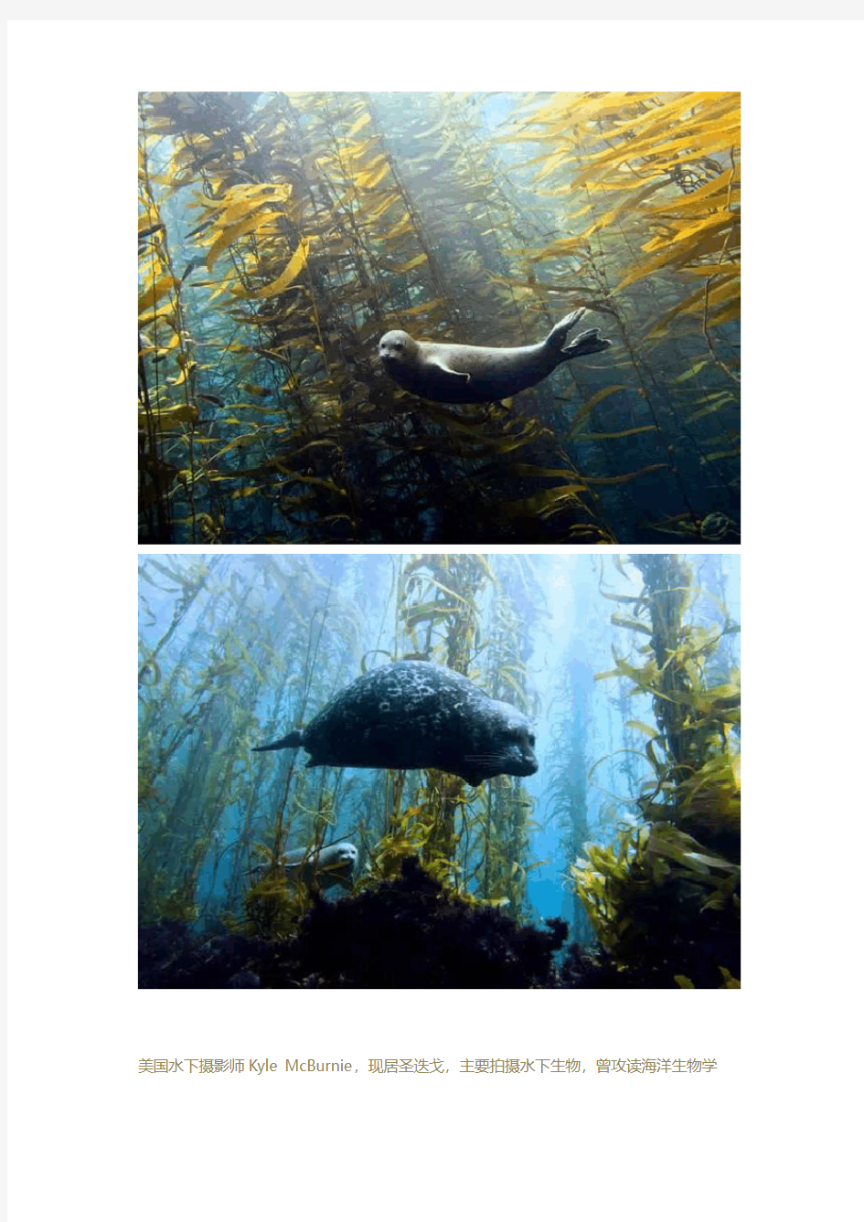 图片素材：海底动物世界