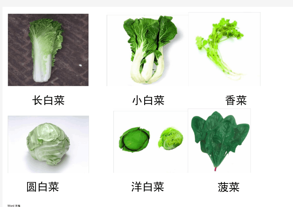蔬菜图片大全7