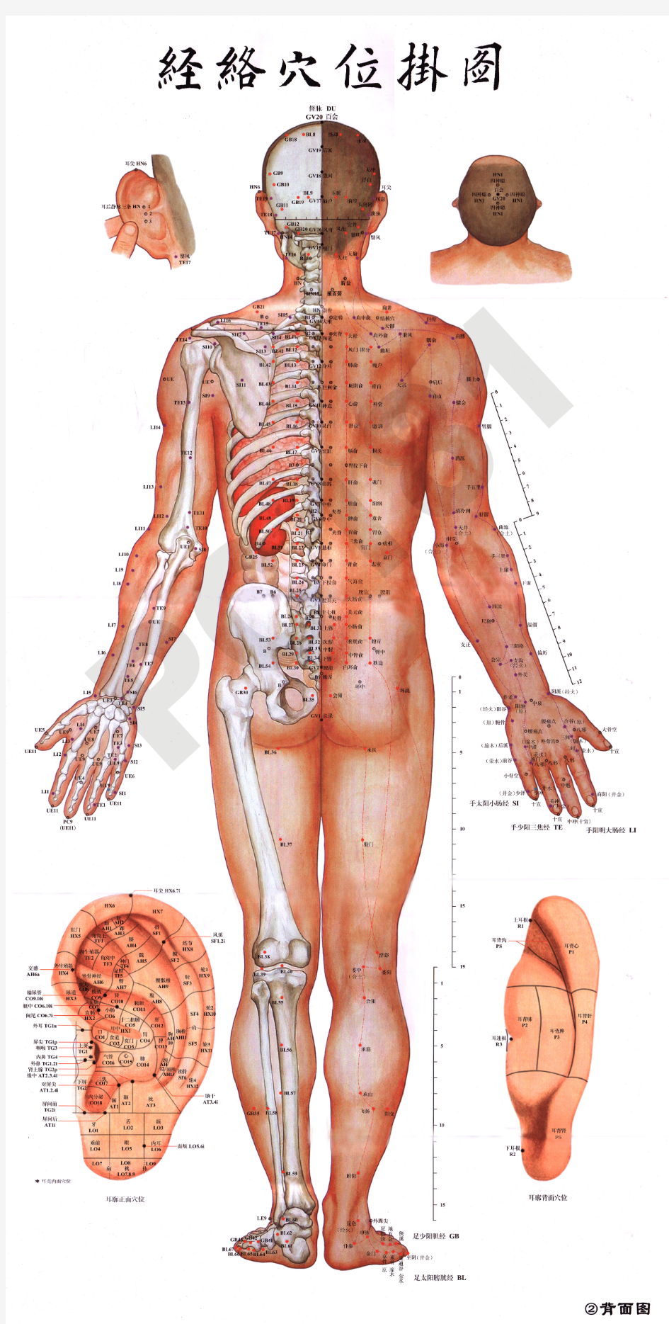 高清晰经络穴位图三 背面