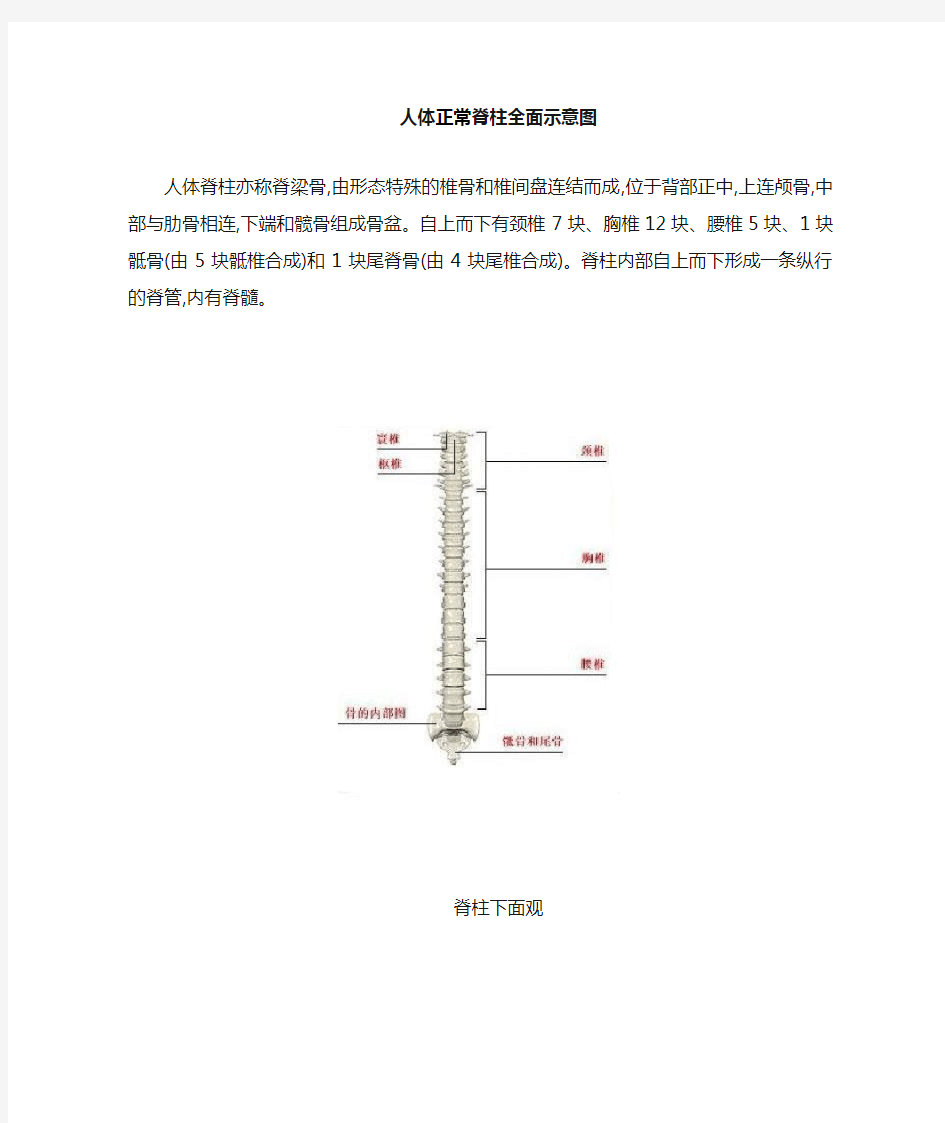 人体脊柱全面示意图