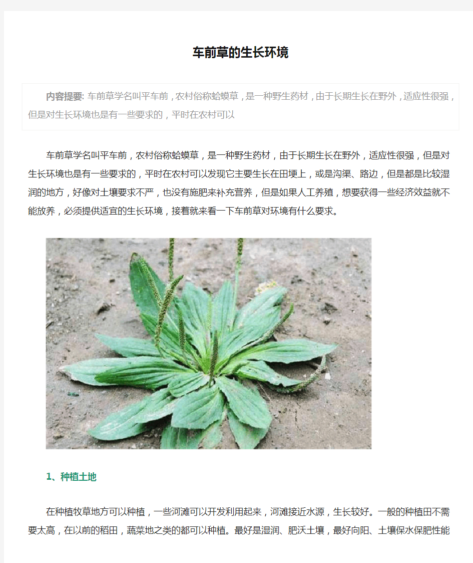 车前草的生长环境