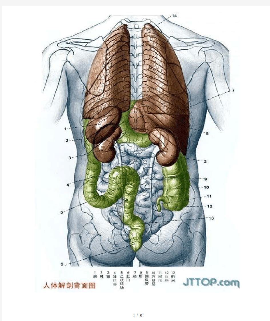 最全高清人体解剖图(彩图版)(DOC)