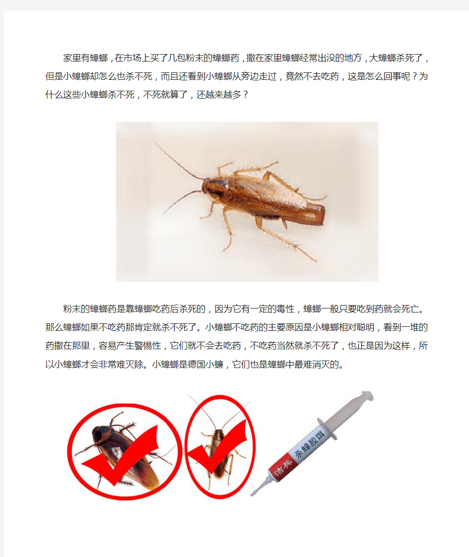 粉末蟑螂药为什么灭不掉小蟑螂了