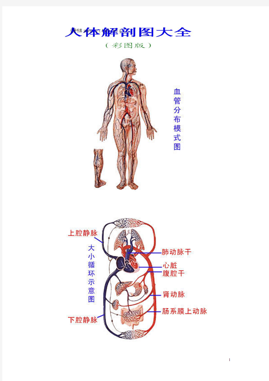 人体解剖图大全(彩图版)