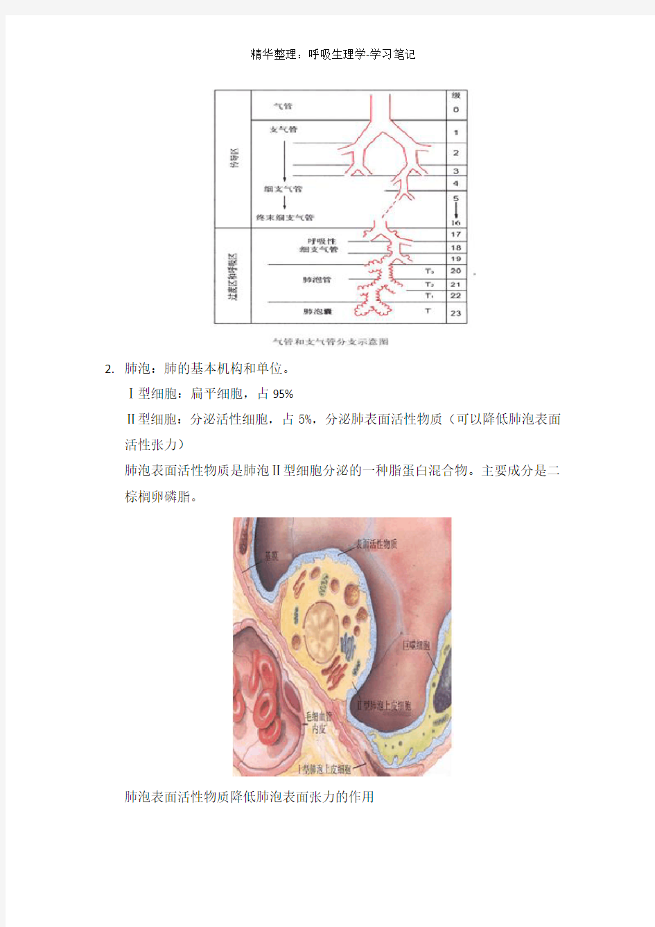 呼吸生理学-学习笔记