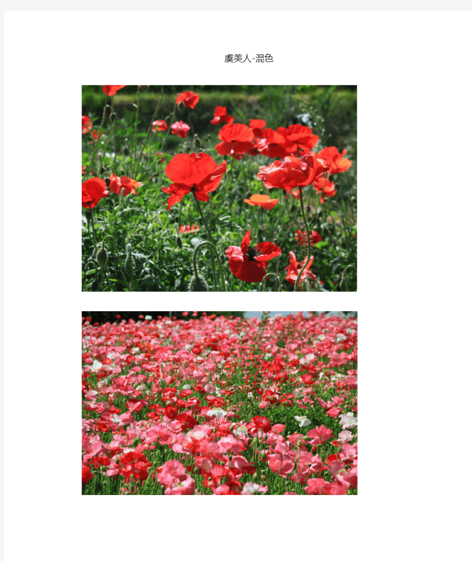 常见园林花坛花卉名称和图片