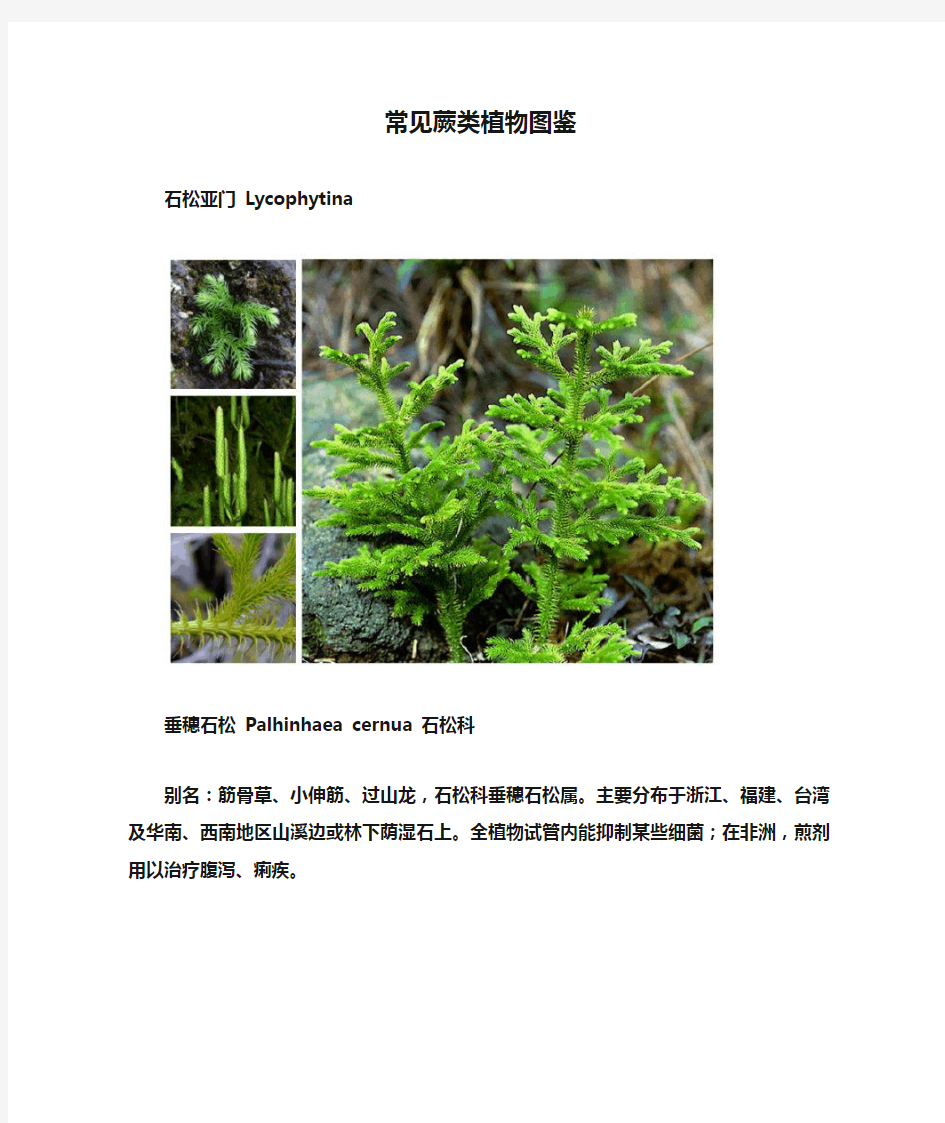 常见蕨类植物图鉴