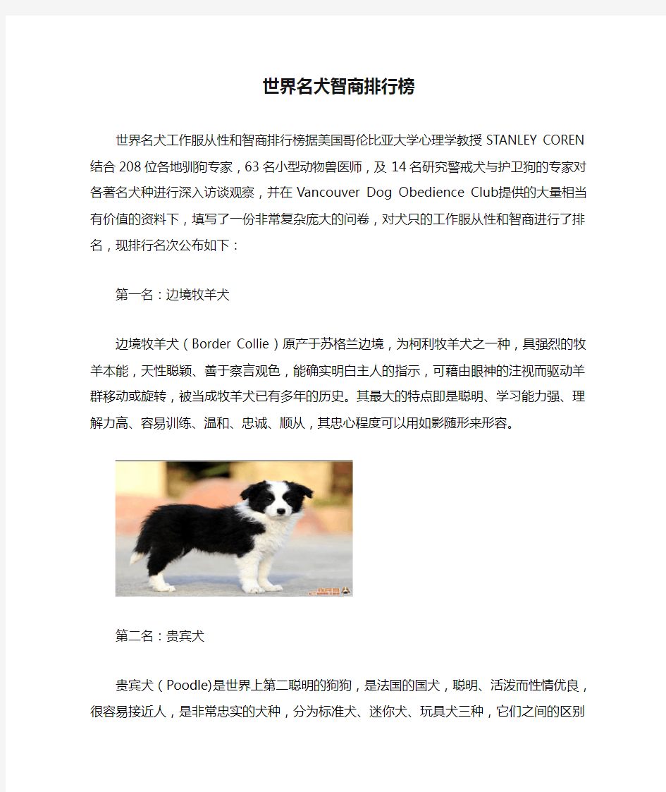 世界名犬智商排行榜