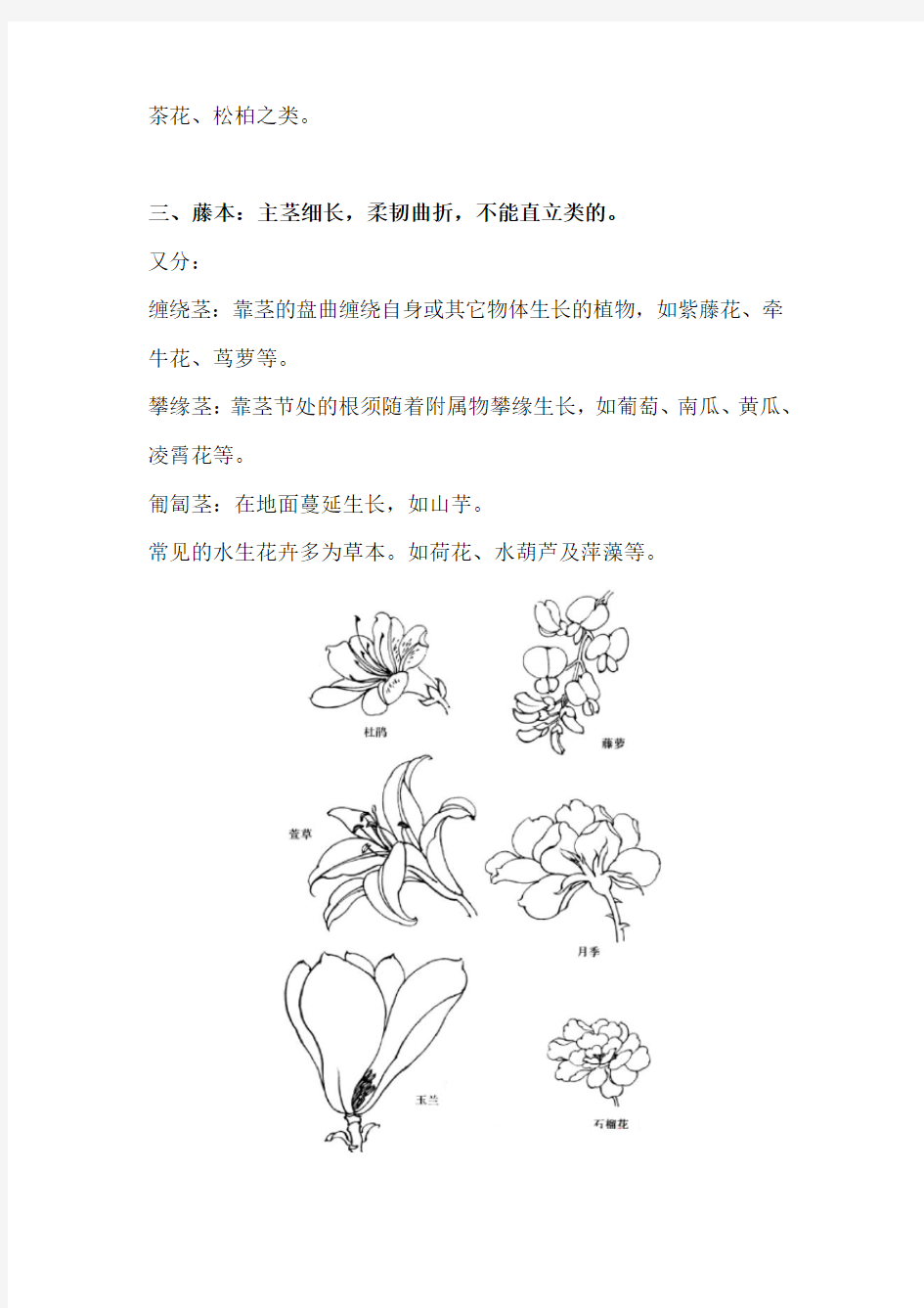 国画白描花卉类别及结构