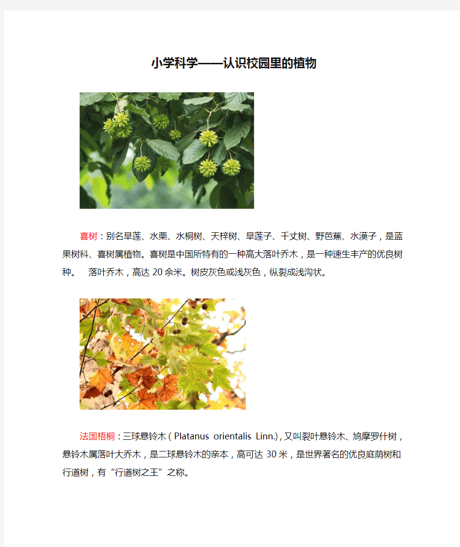 小学科学——认识校园里的植物