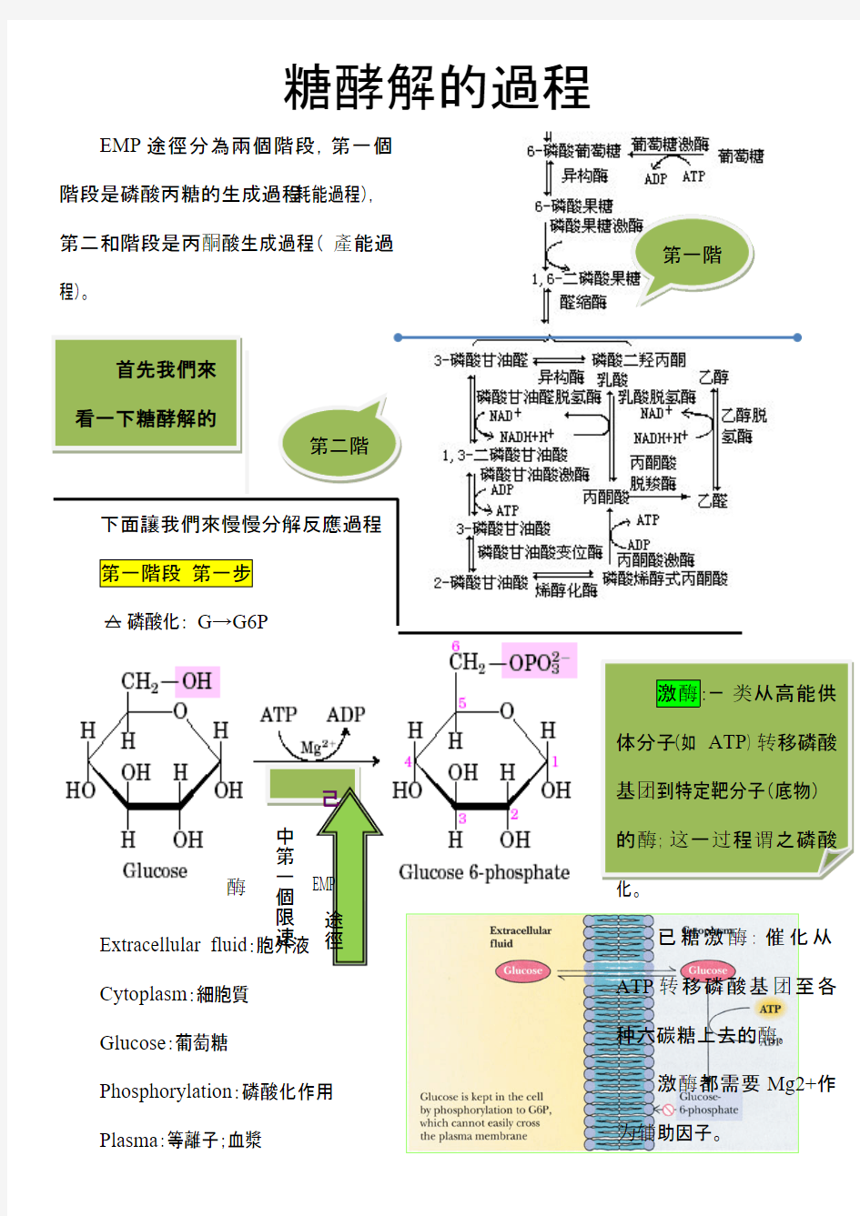 糖酵解的过程