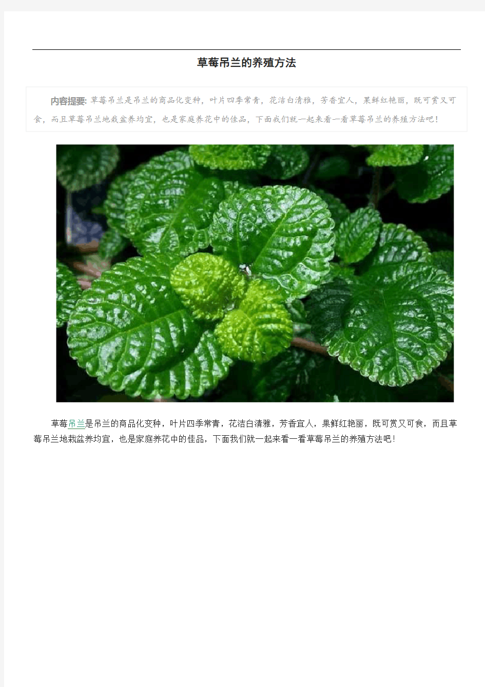 草莓吊兰的养殖方法