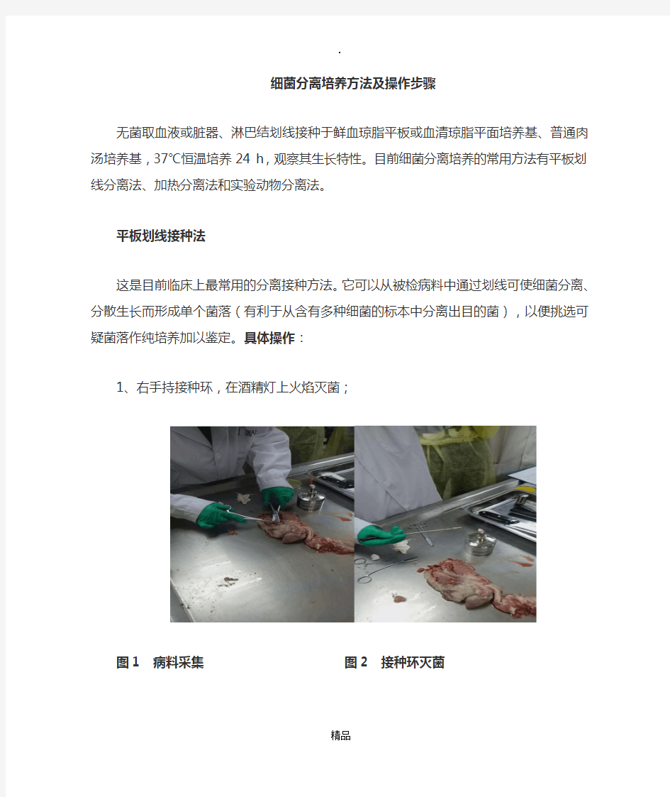 细菌分离培养及药敏试验方法及步骤