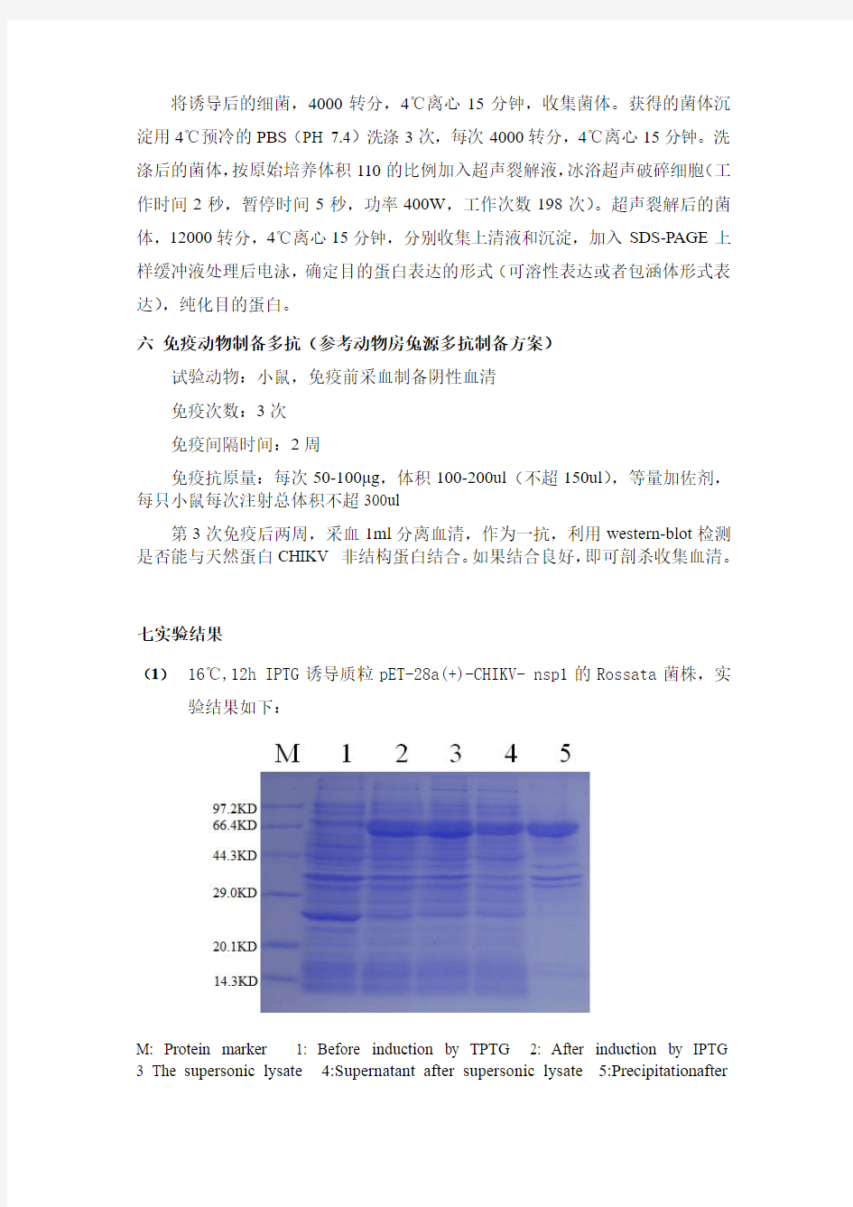 CHIKV NSP1蛋白表达及多克隆抗体制备实验