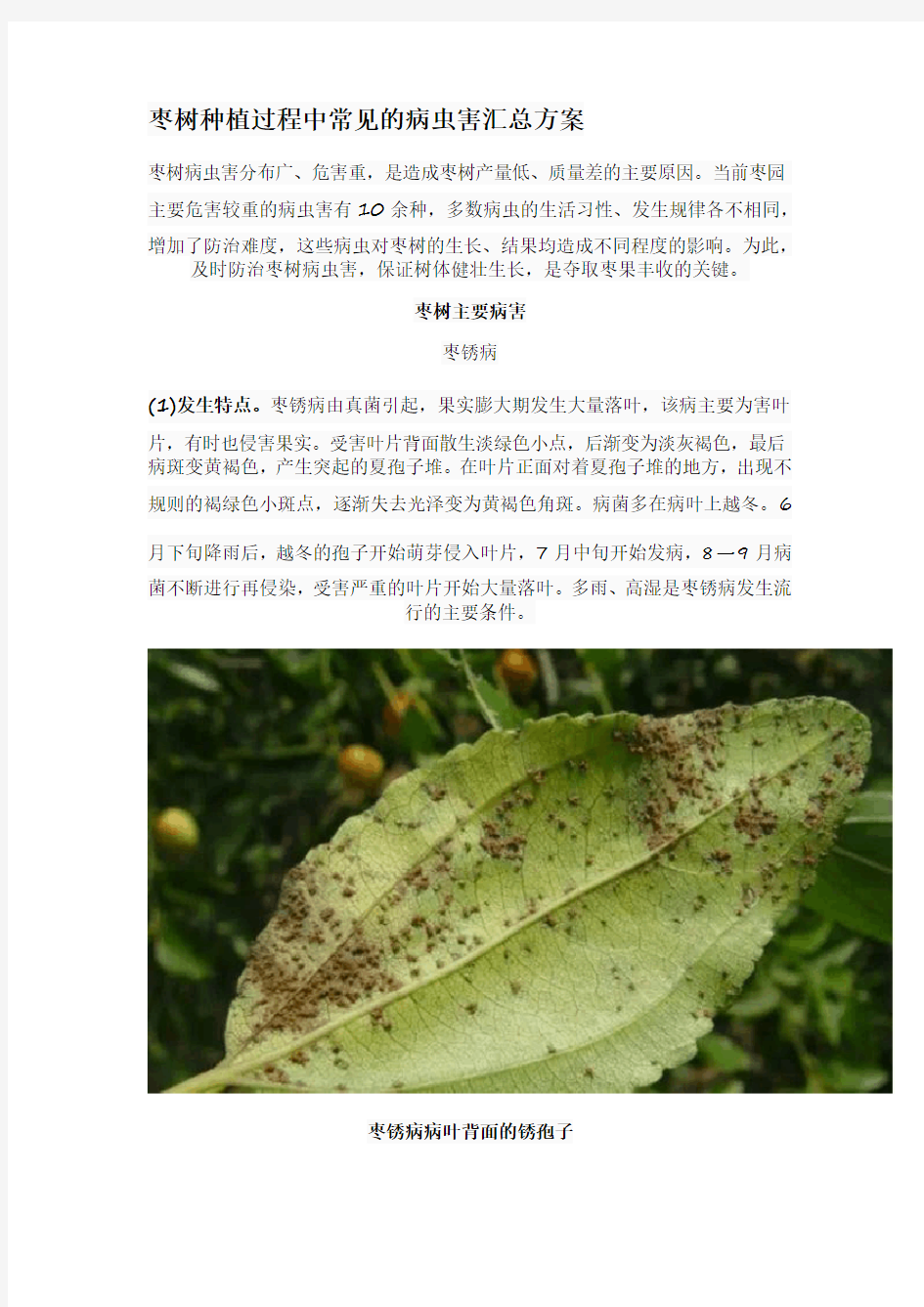 枣树种植过程中常见的病虫害汇总方案
