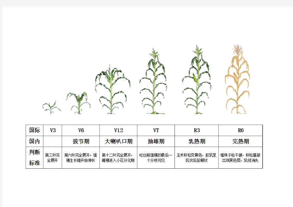 玉米的生育时期